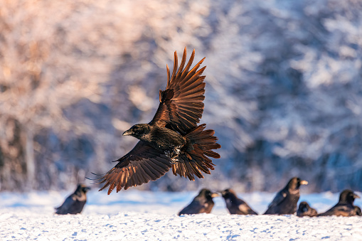 Flying black raven bird (Corvus corax) with open wings and snow flakes bokeh, wildlife in nature