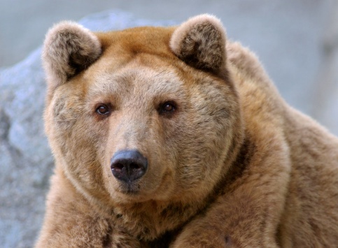 front view of a cute brown bear (Ursus arctos). this is the syrian sub-species (Ursus arctos syriacus).