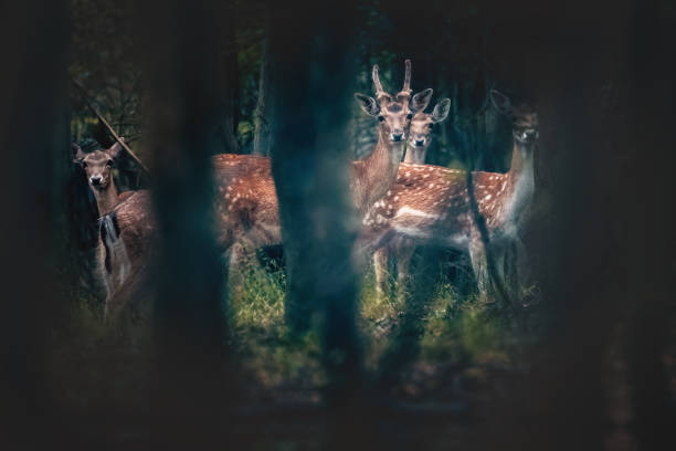 istock Little deer, young roe deer, hind in a mystic forest 1726270107
