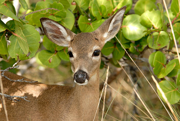 Key Deer Tree 190+ The Florida Key Deer Stock Photos, Pictures & Royalty-Free Images ...