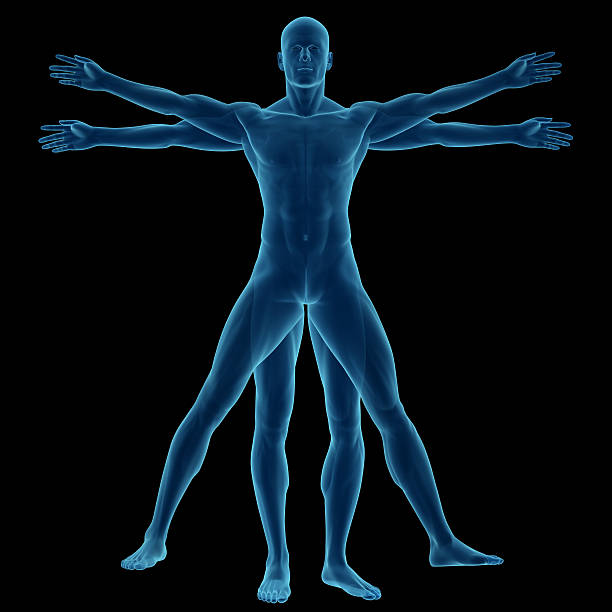 istock Human body of a Vitruvian man for study 172627182