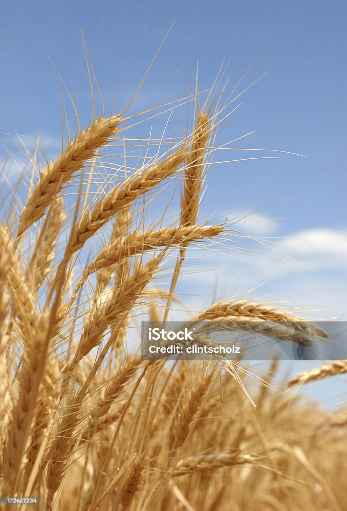 Spighe di grano maturo estate - Foto stock royalty-free di Australia