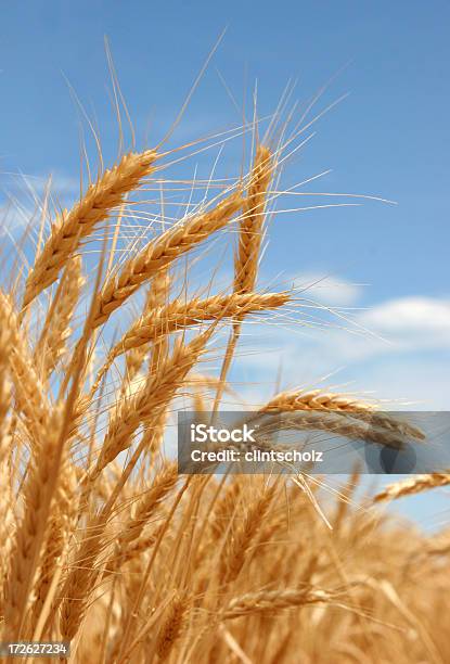 Spighe Di Grano Maturo Estate - Fotografie stock e altre immagini di Australia - Australia, Grano - Graminacee, Natura