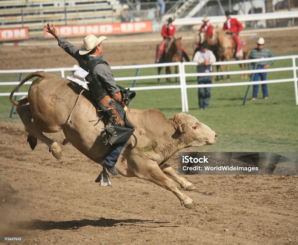 로데오 Bull Rider - 로열티 프리 로데오 스톡 사진