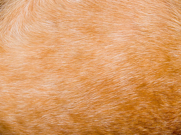 istock dog hair 172627576