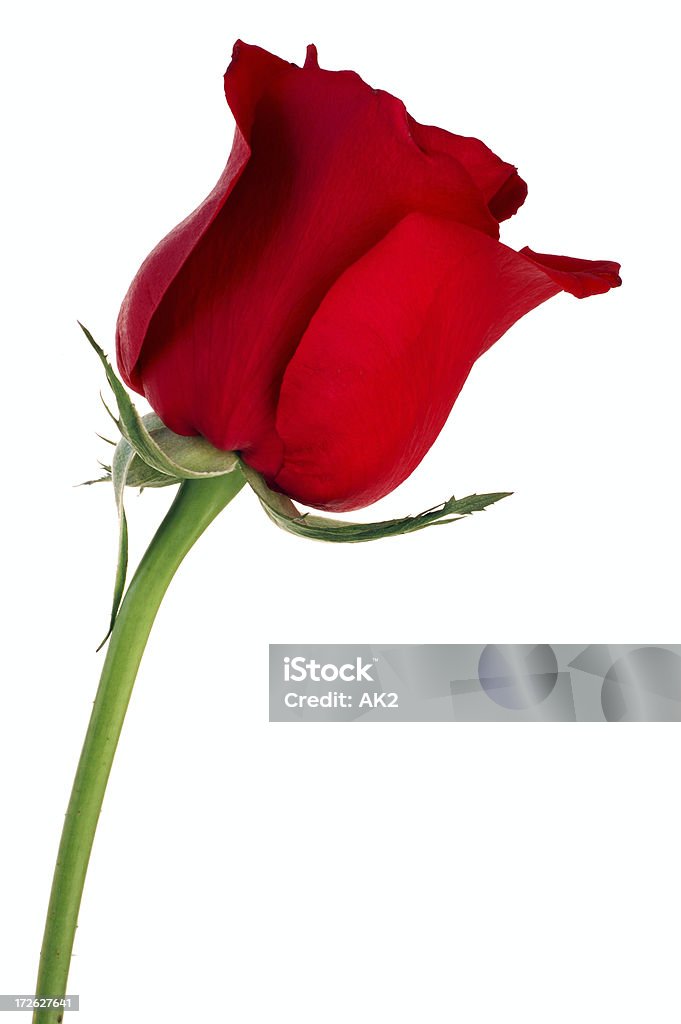 Singola rosa rossa - Foto stock royalty-free di Bellezza