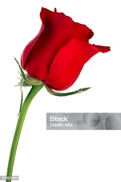 Singola Rosa Rossa - Fotografie stock e altre immagini di Bellezza - Bellezza, Bellezza naturale, Bianco
