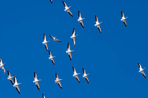Pelicans soaring overhead.