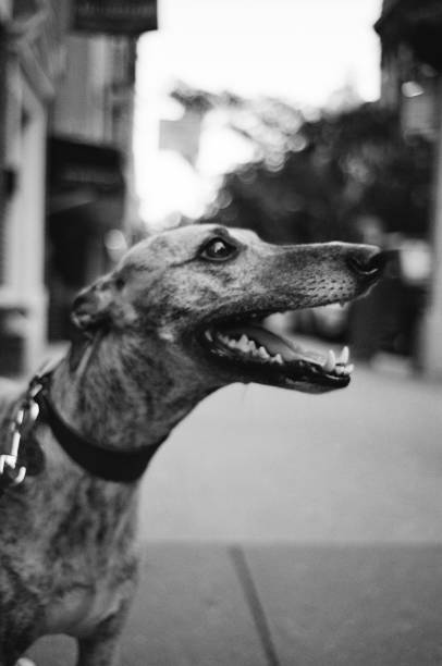 istock Whippet in New York 1726280013