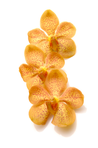 Yellow Orchid flowers on white background.