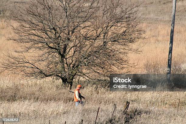 Bażant Poluje W Wysokich Trawstan Iowa - zdjęcia stockowe i więcej obrazów Kolor pomarańczowy odblaskowy - Kolor pomarańczowy odblaskowy, Środkowo-zachodnie Stany Zjednoczone, Myśliwy