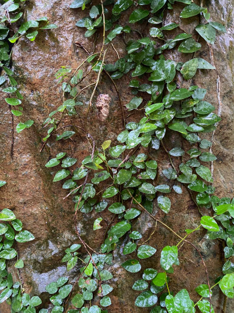 istock vine on rock image background no people. 1726284530