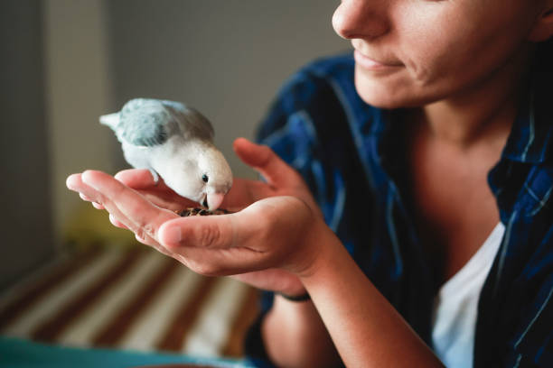 woman pet and feed parrot bird at home - owner and animal friendship and domestic life concept - inseparável de fisher imagens e fotografias de stock
