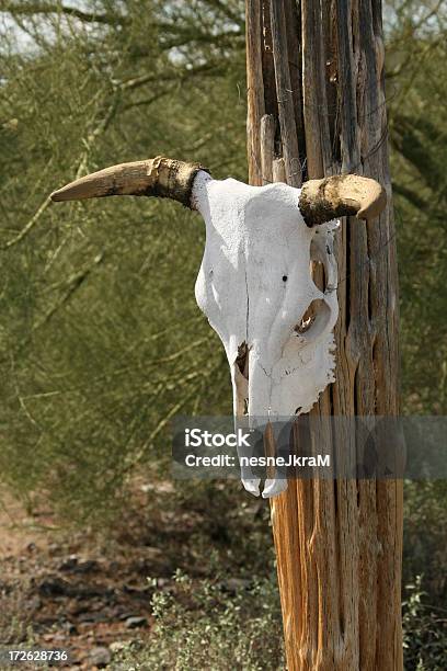 Photo libre de droit de The Horns De La Mort banque d'images et plus d'images libres de droit de Ranch - Ranch, Texas, Animal mort