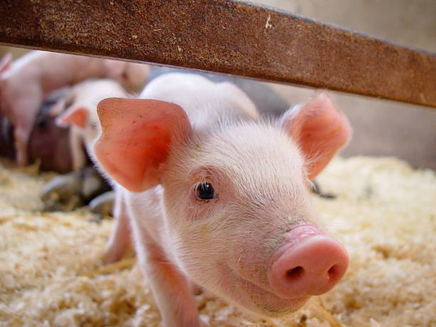 Nosey Pig Piglet gets close to the camera piglet stock pictures, royalty-free photos & images