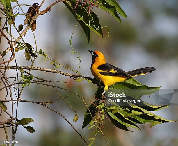 Oriol De Cola Amarilla Foto de stock y más banco de imágenes de Honduras - Honduras, Naturaleza, Amarillo - Color