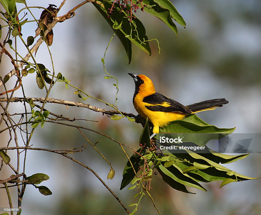 Oriole à queue jaune - Photo de Honduras libre de droits