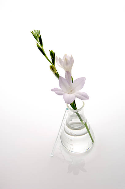 de ciência - laboratory glassware beaker flask glass imagens e fotografias de stock