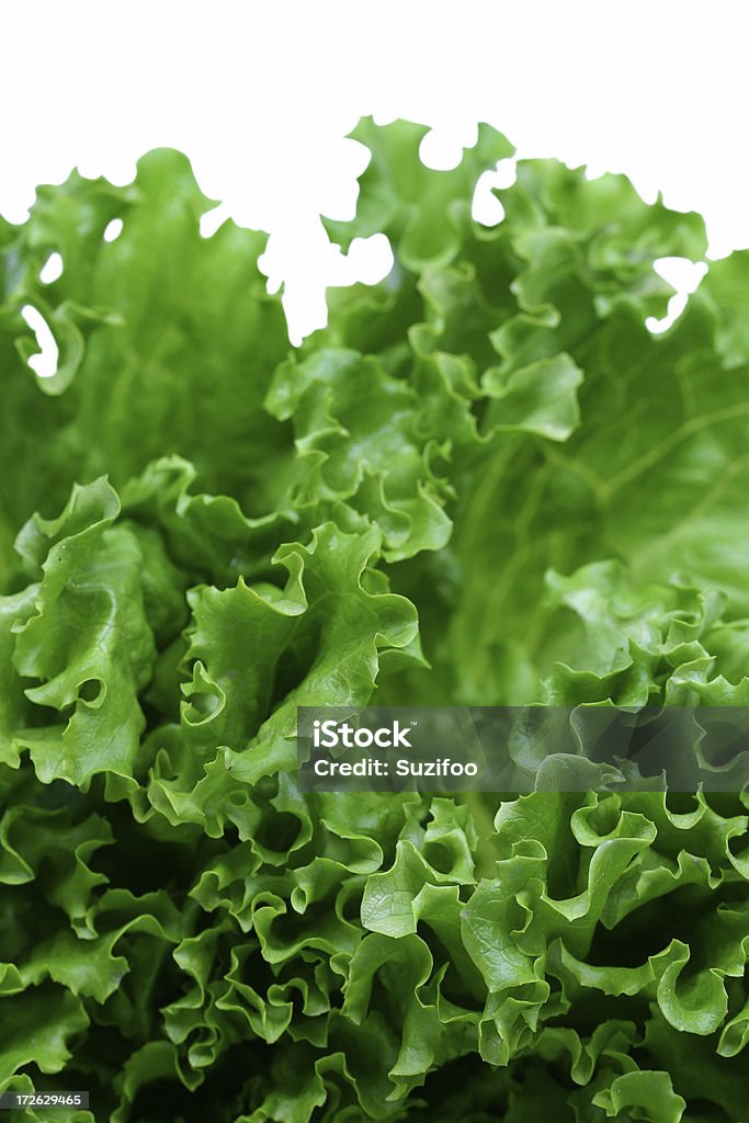 Зеленый салат латук - Стоковые фото Белый фон роялти-фри