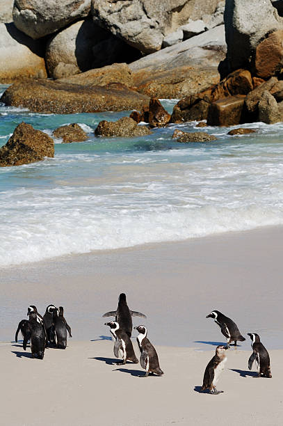 istock jackass penguins at boulders beach 172629634