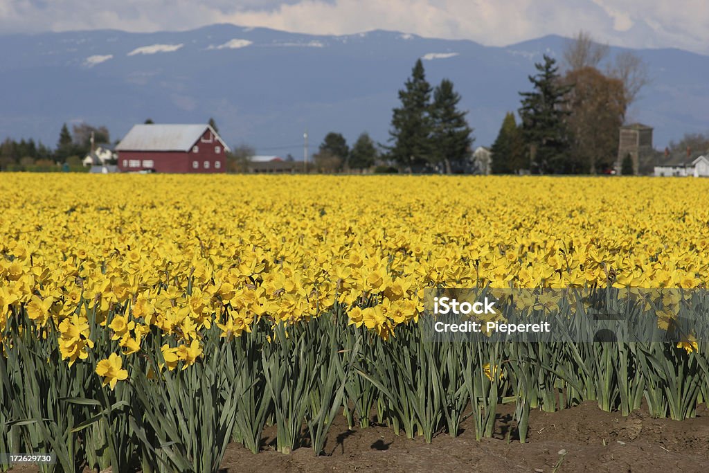 Narciso Skagit - Royalty-free Agricultura Foto de stock