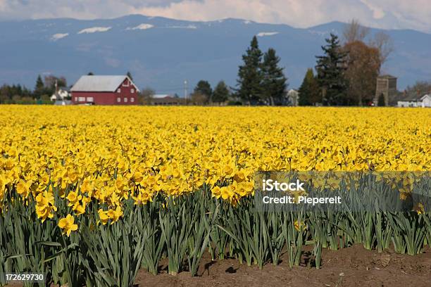 Narciso Skagit - Fotografias de stock e mais imagens de Agricultura - Agricultura, Amarelo, Botânica - Ciência de plantas