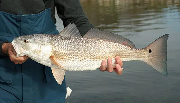 "a redfish that's the legal size, not too small, not too big - called a slot redmore fishing"