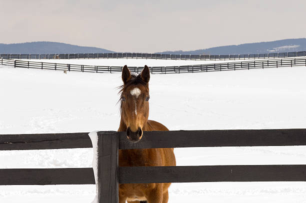 istock Chestnut Horse in Snowy Pasture looking at Camera 172629810