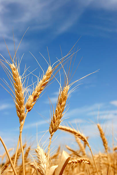 Close-up of golden grains of wheat over a blue sky stock photo