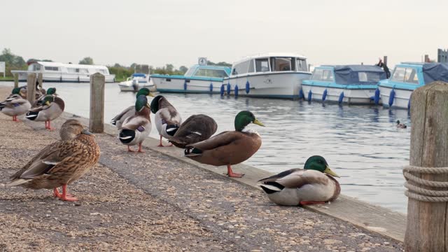 Mallard ducks on the riverside quay heading