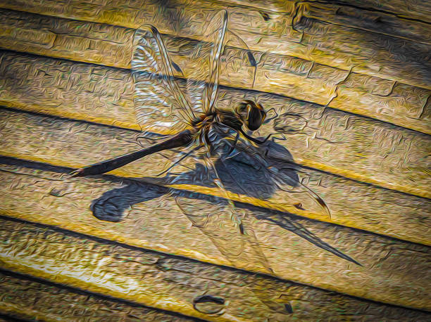 Dragonfly on a pole in a field in wetland in bright sunlight in autumn, Almere, Flevoland, The Netherlands, October 15, 2024
