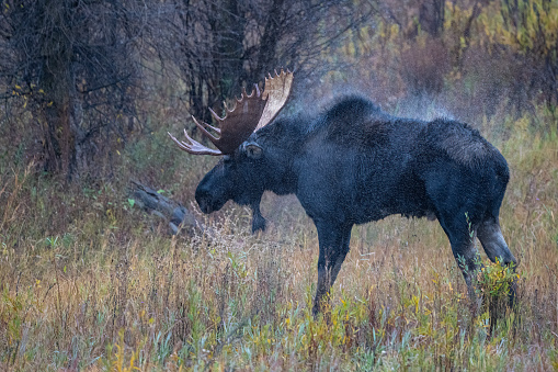 Bull moose in shaking off rain water in autumn colors of the Grand Teton National Park of the Yellowstone Ecosystem in western USA of North America. Nearest cities are Jackson, Wyoming, Bozeman and Billings, Montana Salt Lake City, Utah, and Denver, Colorado