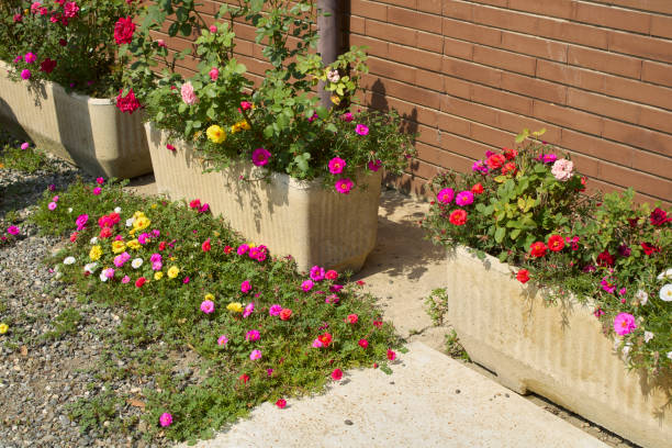 Portulaca grandiflora in bloom