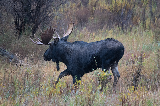 Bull moose walking in autumn colors of the Grand Teton National Park of the Yellowstone Ecosystem in western USA of North America. Nearest cities are Jackson, Wyoming, Bozeman and Billings, Montana Salt Lake City, Utah, and Denver, Colorado