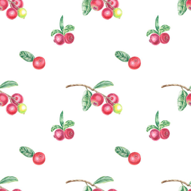 ilustrações, clipart, desenhos animados e ícones de padrão sem costura com lingonberry vermelho pintado à mão e folhas verdes. ilustração botânica em aquarela elemento isolado no fundo branco. arte para design de alimentos, logotipo, padrão, composição, papel de parede. bagas redondas - healthy eating summer berry branch