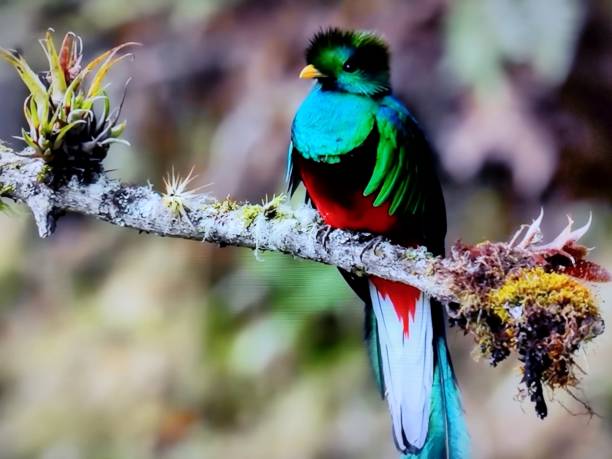 istock Flying Quetzal Resplendent bird Flying. 1726341686