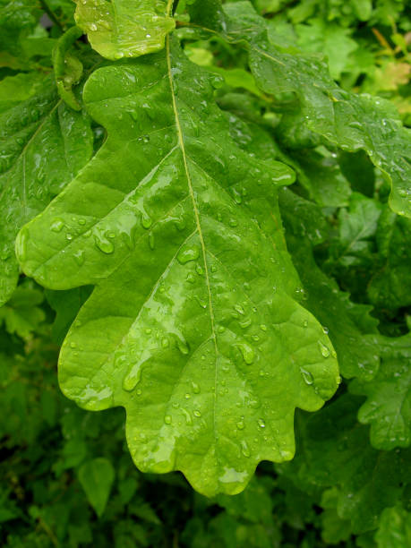 istock Young leaf of an oak 172634422