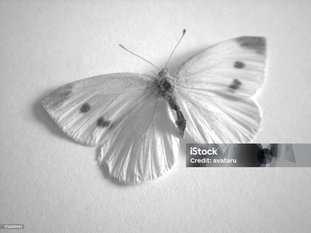 Mariposa (B & P - Foto de stock de Animal libre de derechos