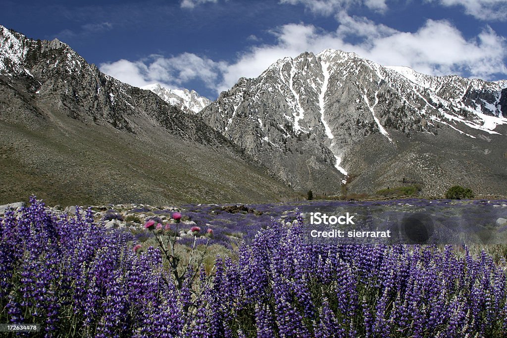 Alpine Wildblumen - Lizenzfrei Amerikanische Sierra Nevada Stock-Foto