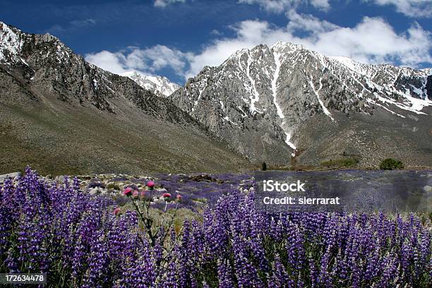 Alpine Wildblumen Stockfoto und mehr Bilder von Amerikanische Sierra Nevada - Amerikanische Sierra Nevada, Berg, Blau