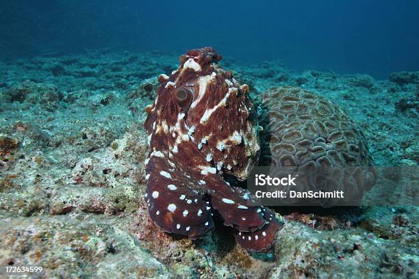 Polpo E Corallo - Fotografie stock e altre immagini di Abbigliamento mimetico - Abbigliamento mimetico, Acqua, Animale