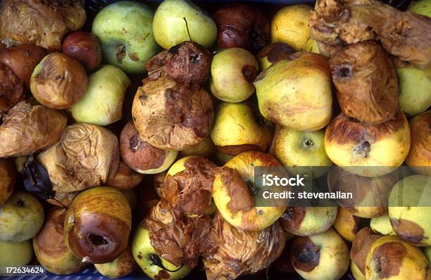 Rotten Mele - Fotografie stock e altre immagini di Mela marcia - Mela marcia, Livido, Frutta