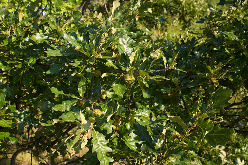 Hazelnut blossoms (Corylus avellana)