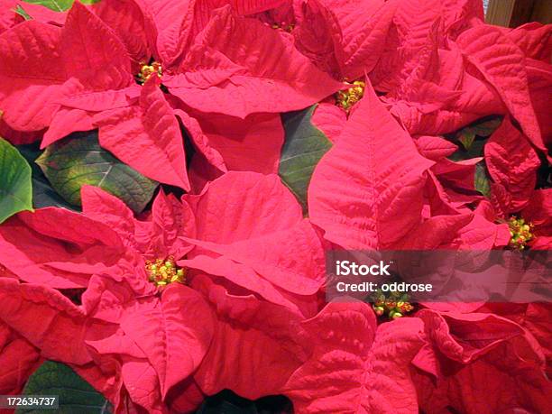 クリスマス Pointsettias - お祝いのストックフォトや画像を多数ご用意 - お祝い, まぶしい, カラー画像