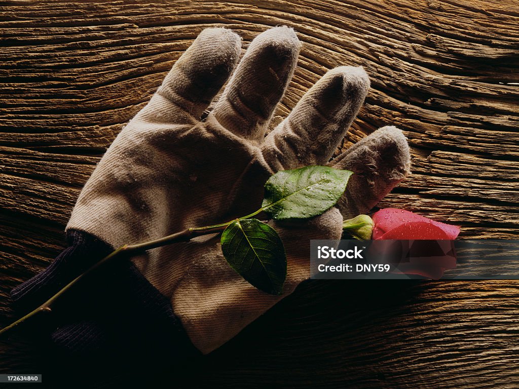 Guante & jardín de rosas - Foto de stock de Amor - Sentimiento libre de derechos