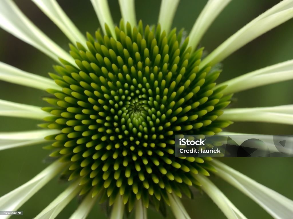 Sonnenhut-Pflanzengattung Blume - Lizenzfrei Baumblüte Stock-Foto