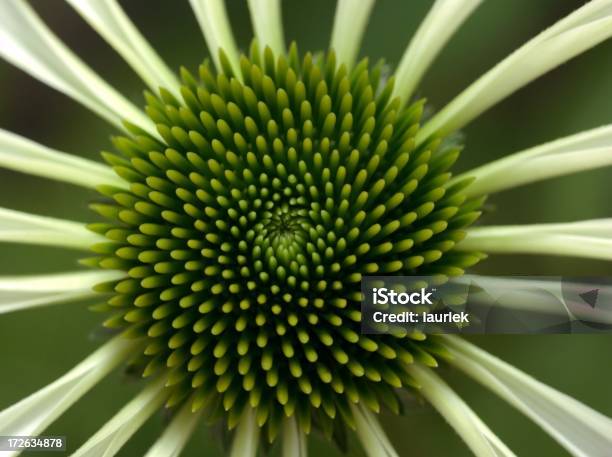 Sonnenhutpflanzengattung Blume Stockfoto und mehr Bilder von Baumblüte - Baumblüte, Blume, Blumenmuster