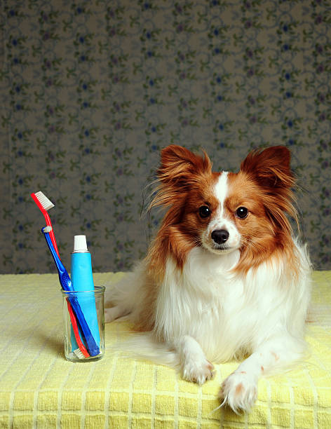 istock Dog Dental Care Time 172635036