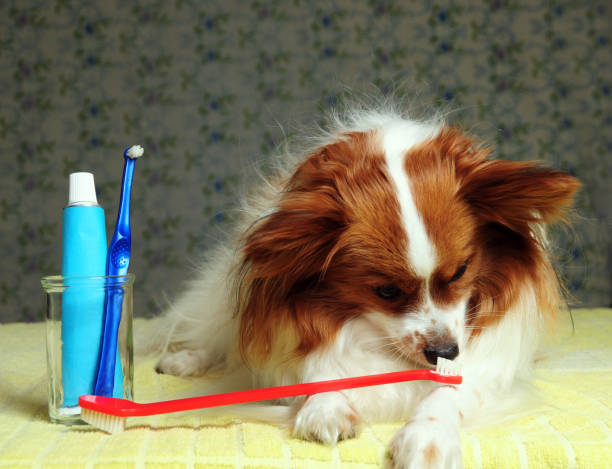 istock Dog Dental Care Time 172635040