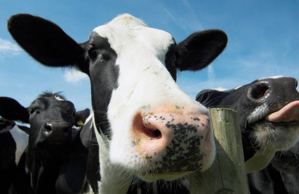 cow face - foto stock